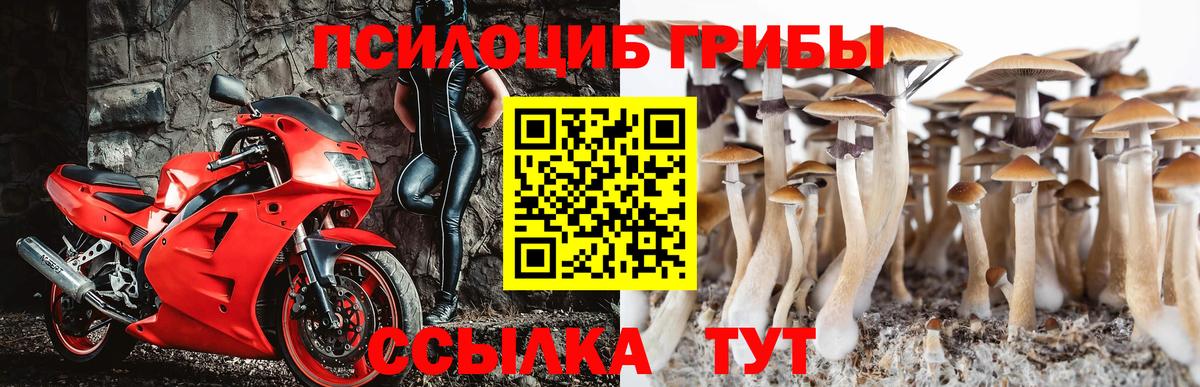Псилоцибиновые грибы Psilocybine cubensis Печора